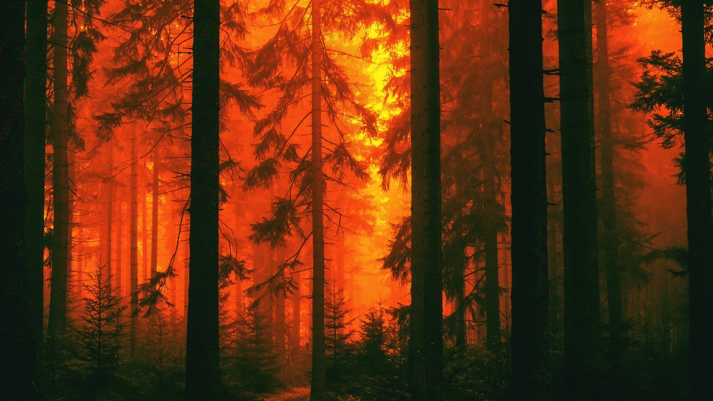 Fire Forest