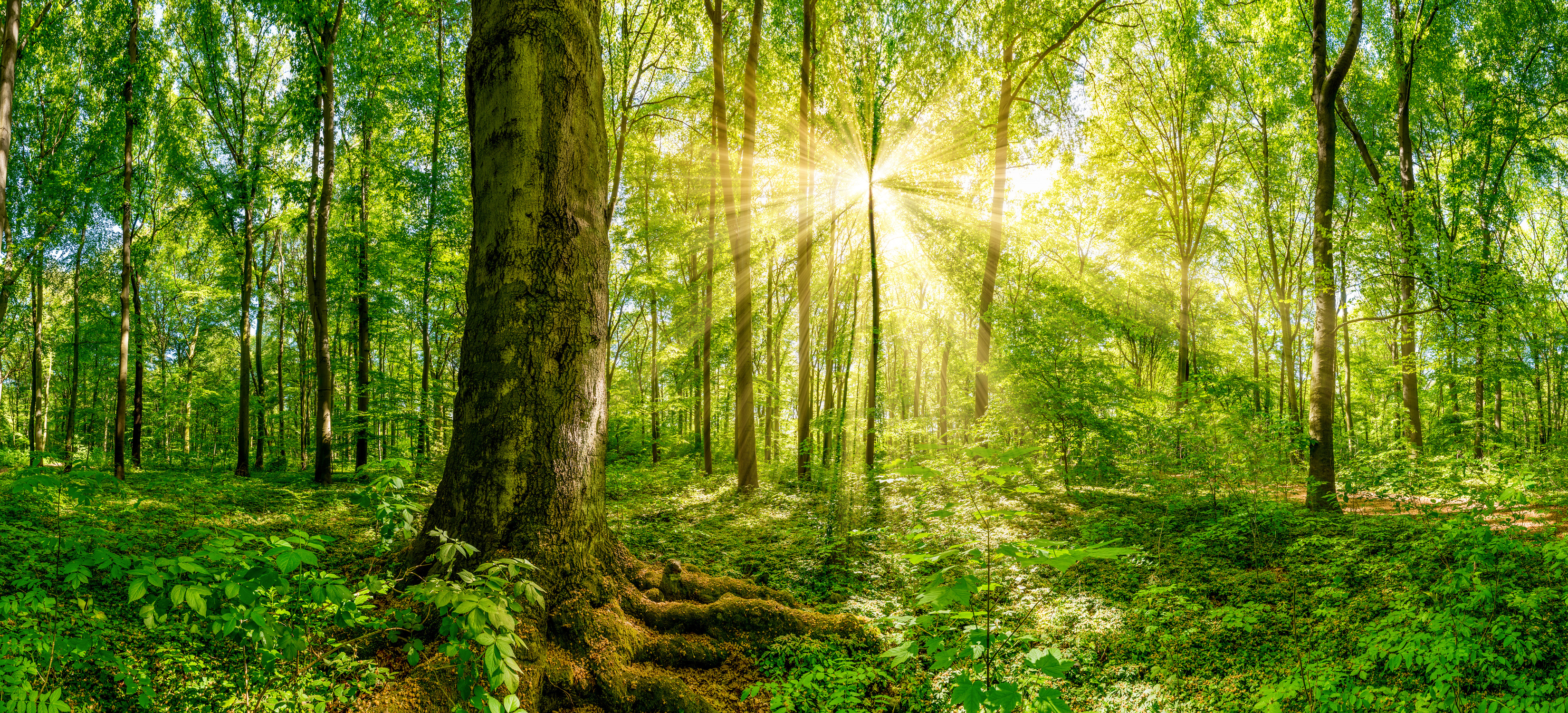 Forest with sun rays